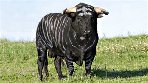 gucci beef cows